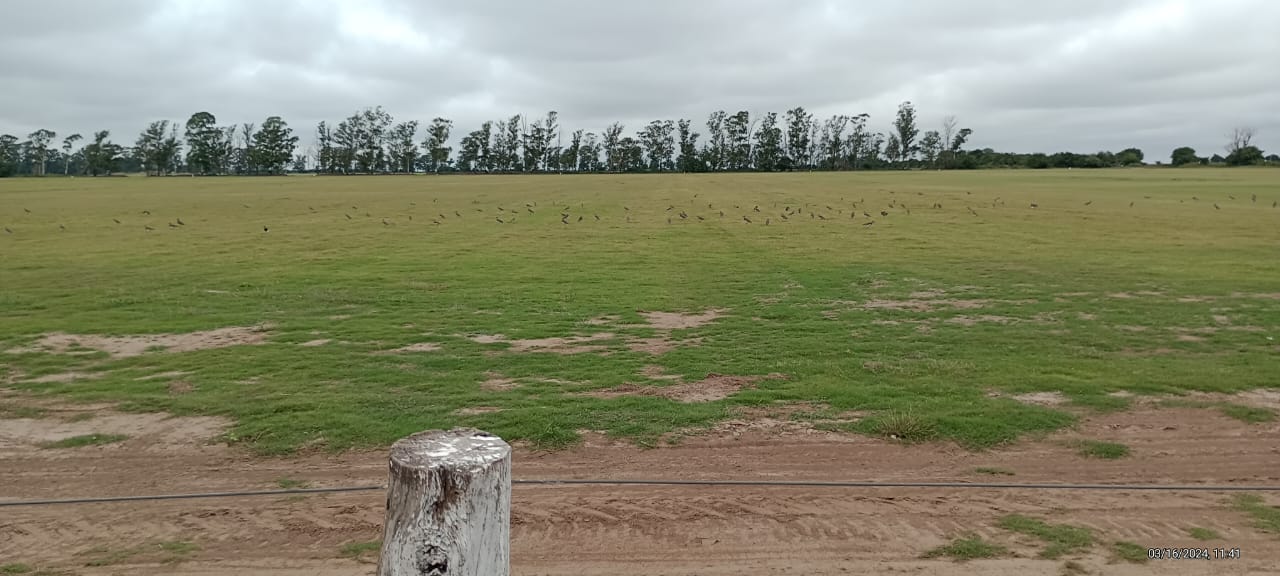 ESPECTACULAR PREDIO DE 9 LOTES CON CASA QUINTA Y PILETA EN VENTA - Imagen 3